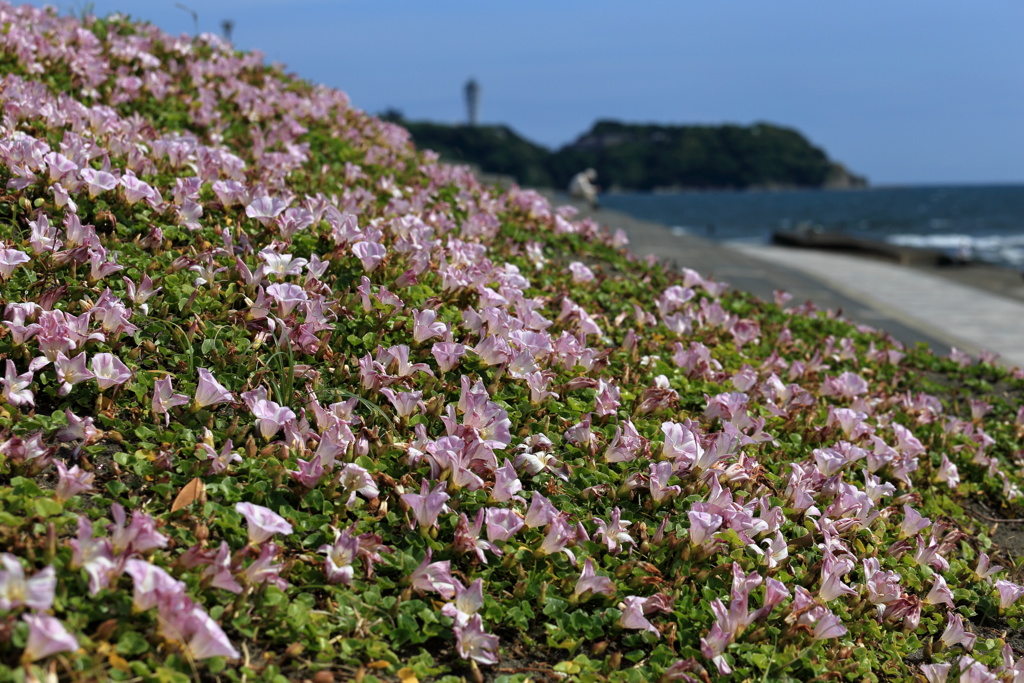 初夏の海岸