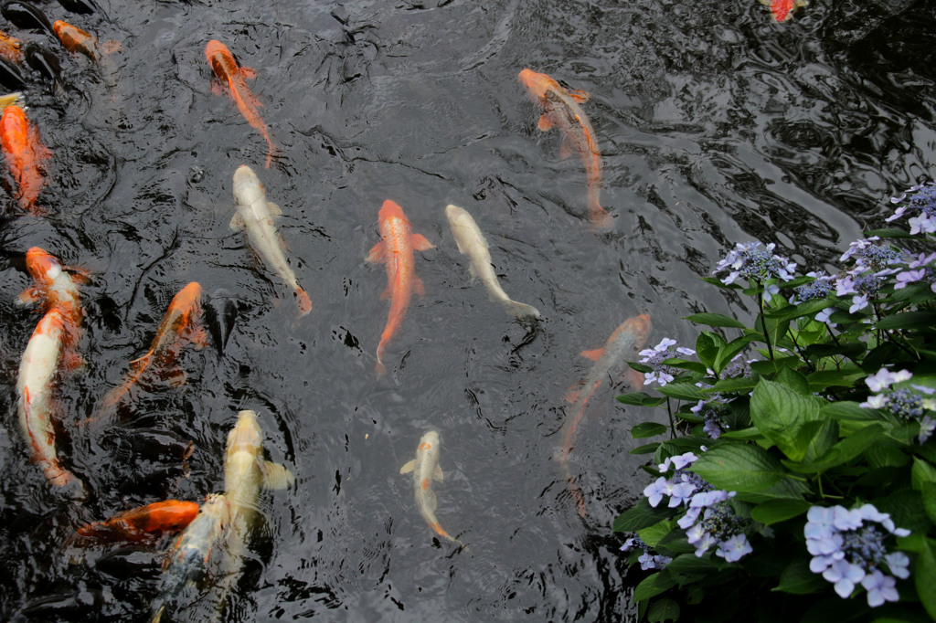 鎌倉湖の鯉