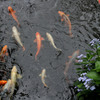 鎌倉湖の鯉