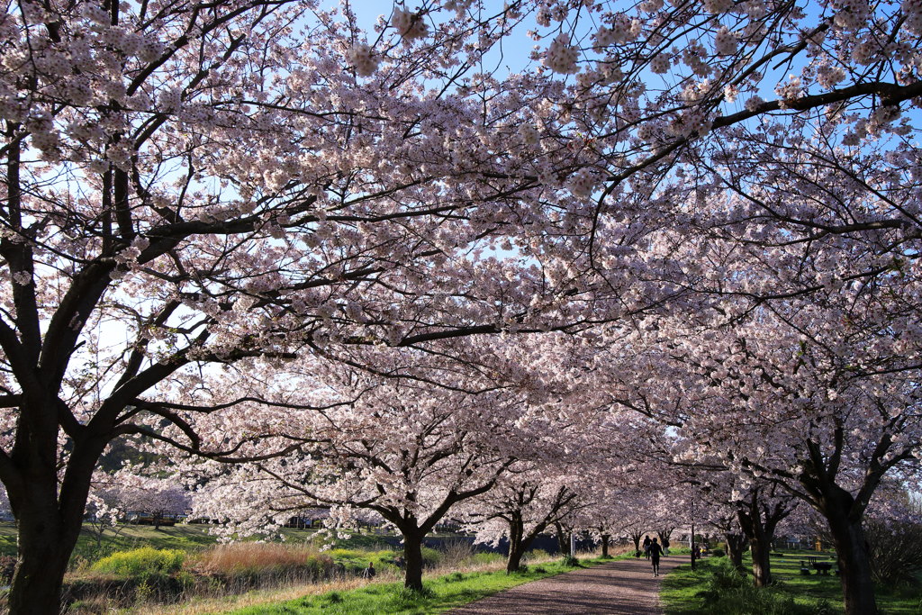 早朝散歩にて