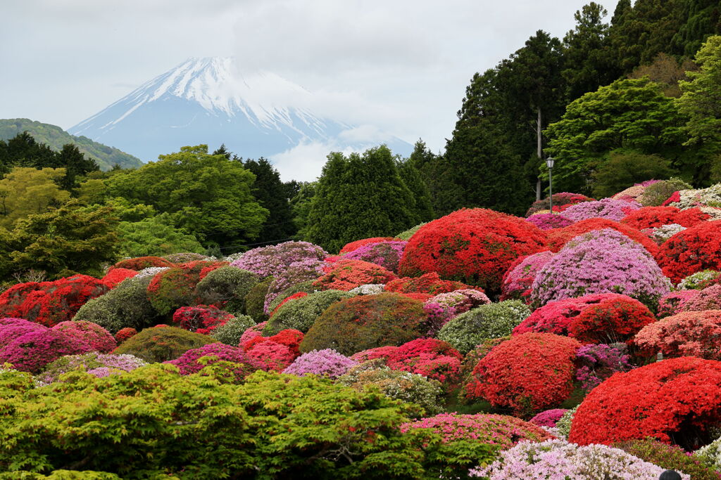 「山のホテル」の彩