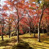 箱根の色づき