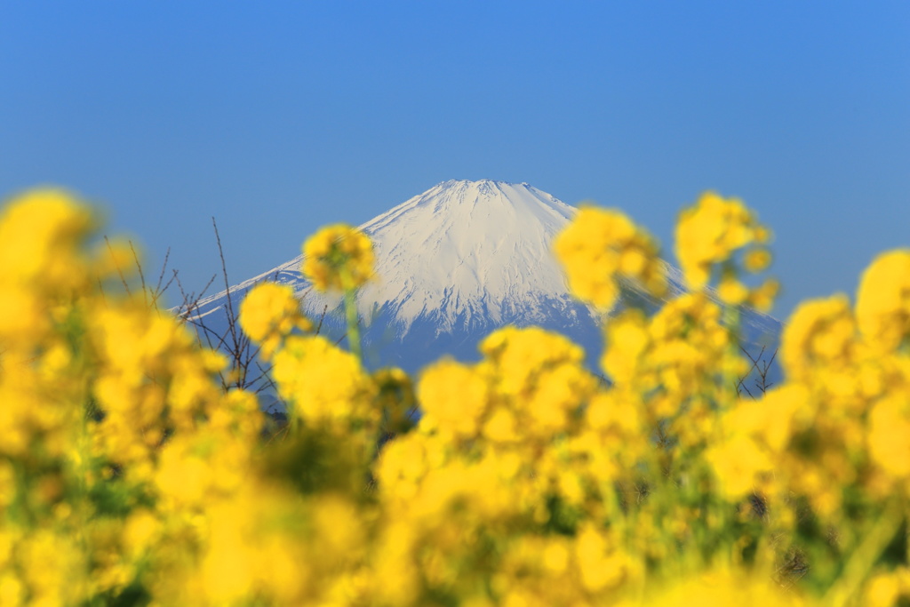 春の香り