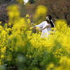 菜の花畑の夢