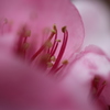 ふりわり桃の花～