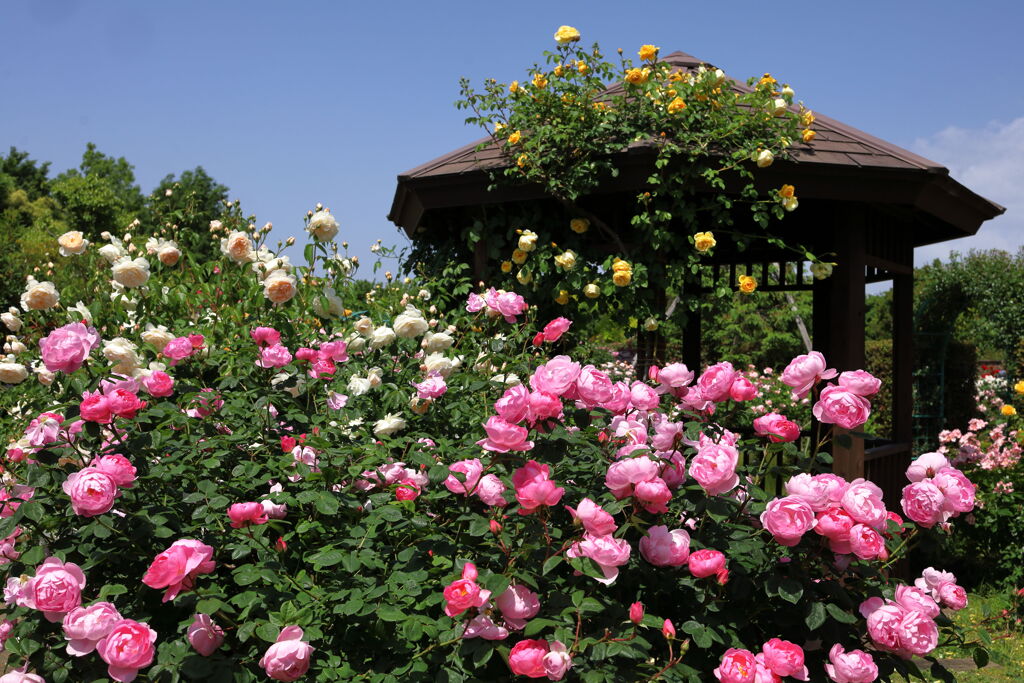 秘密の花園〜♬