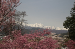 北アルプス&桜