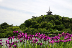 横浜・三渓園より