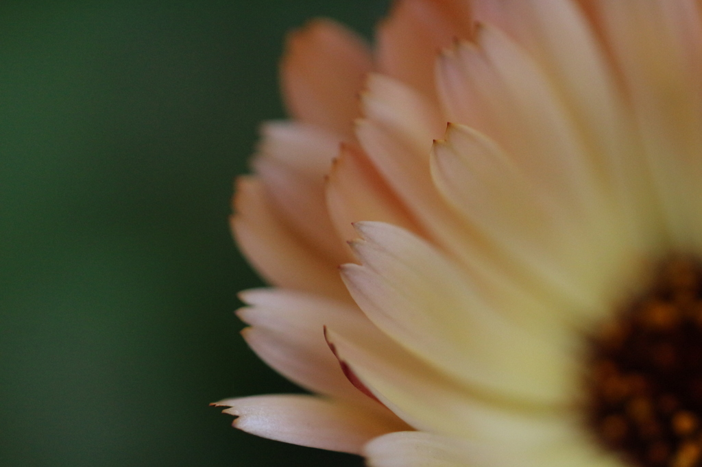 花びらの先端