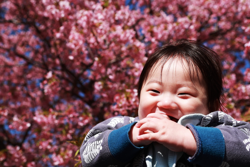 小さな笑顔と満開の河津桜～♬