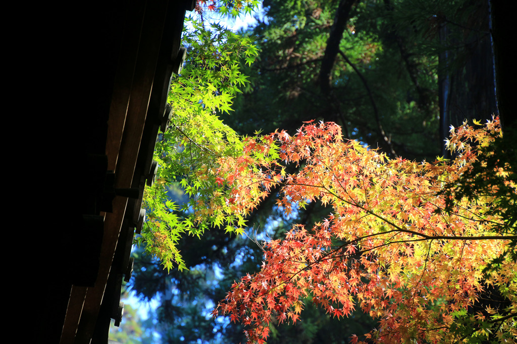 見上げれば