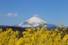 吾妻山の春