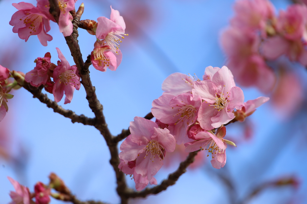 桜開花