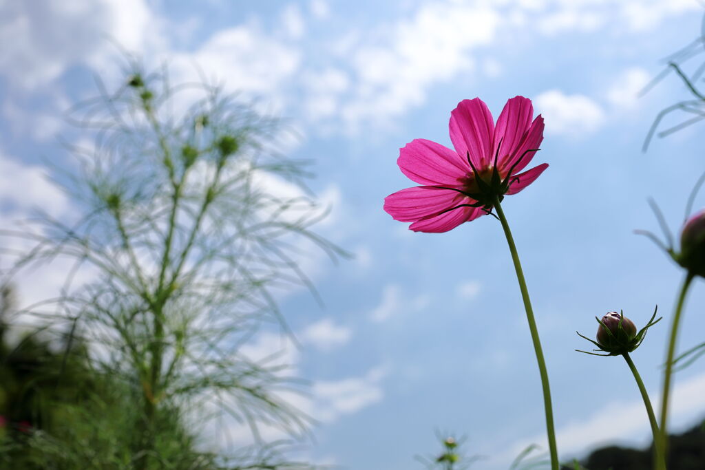 空を仰いで