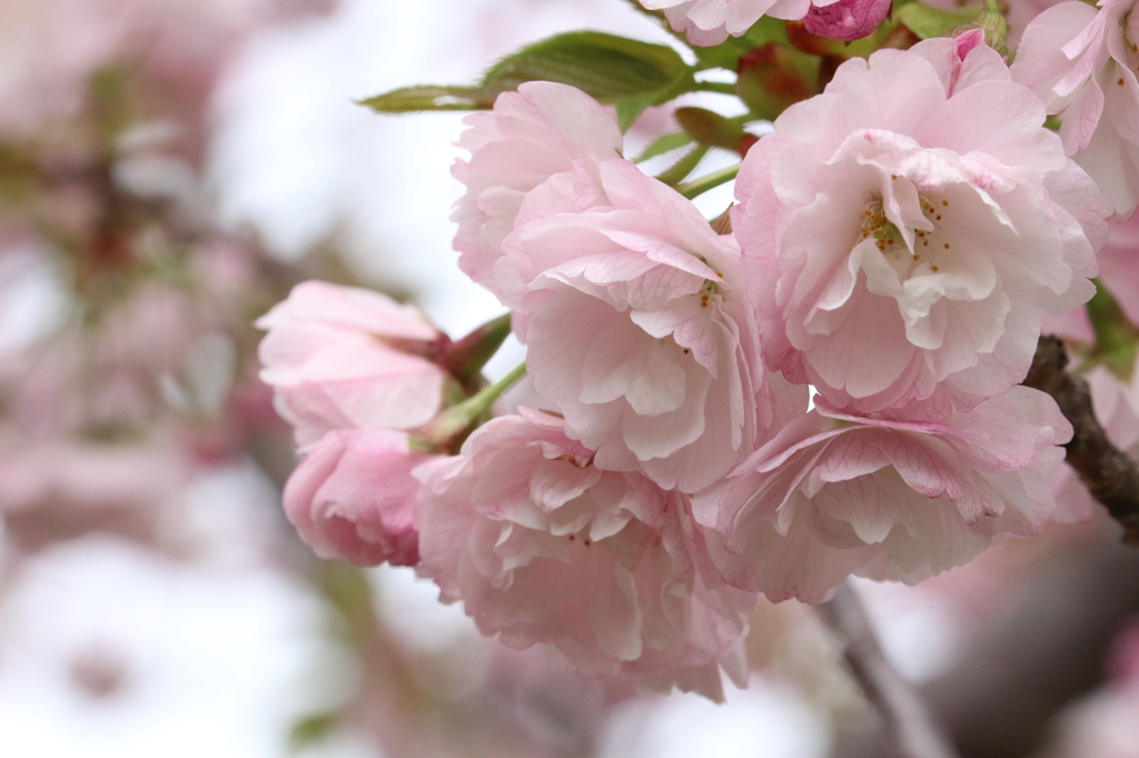 八重桜も満開