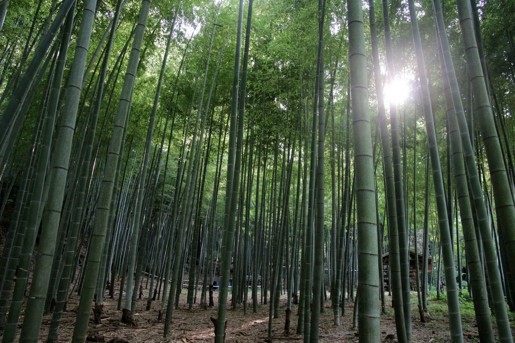 里山の竹林にて