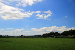 湘南の田園風景