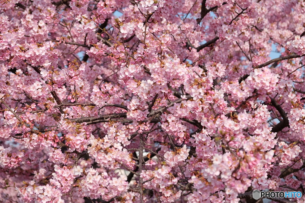 河津桜