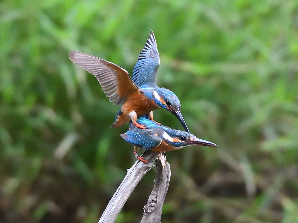 カワセミ