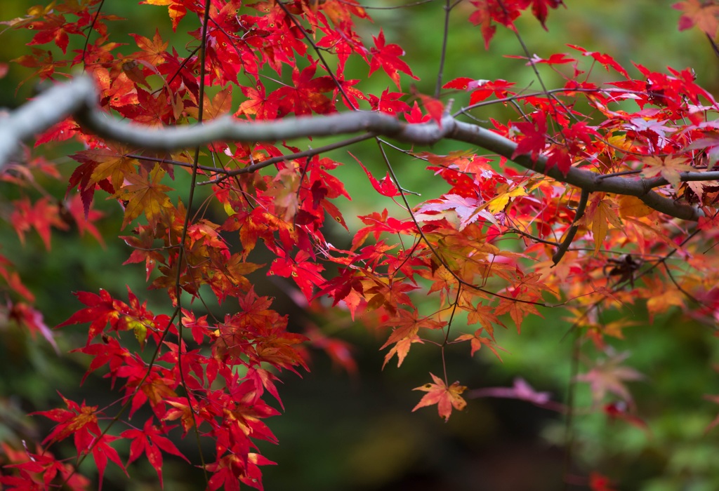 贅沢な一日(紅）
