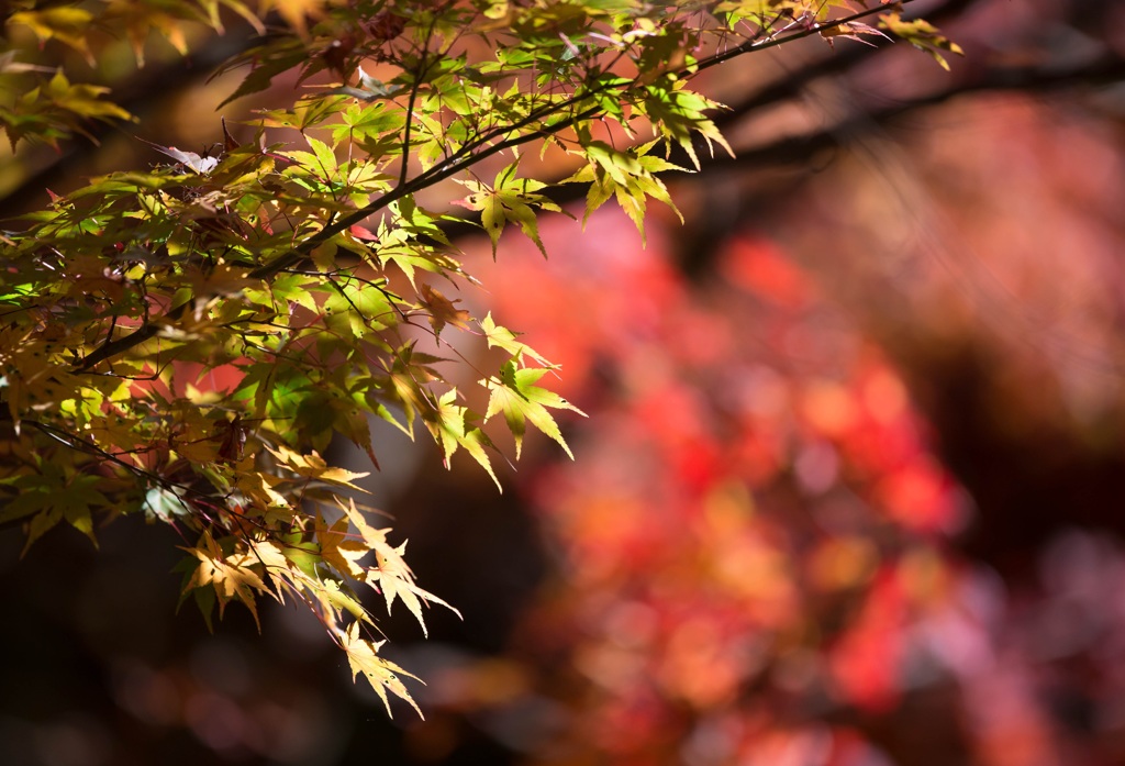 贅沢な一日(晩秋)