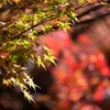 贅沢な一日(晩秋)