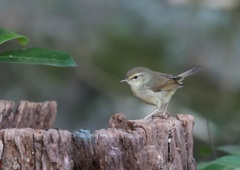美しい鳴き声は春までおあずけ（ホ～）