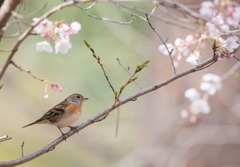 アトリさんと桜と・・・