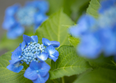 小さな花壇の紫陽花