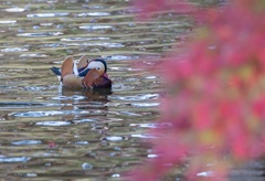 紅葉とオシドリ（２）