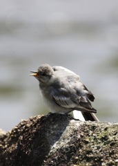 のびする幼鳥