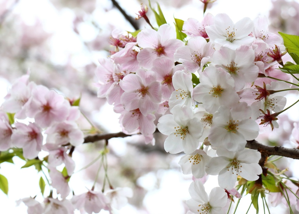 sakura