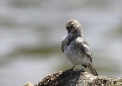 幼鳥の羽繕い