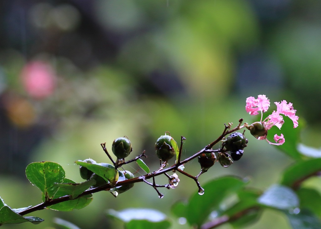 雨、それでも・・・