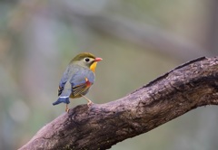 見返りソウシチョウ〃