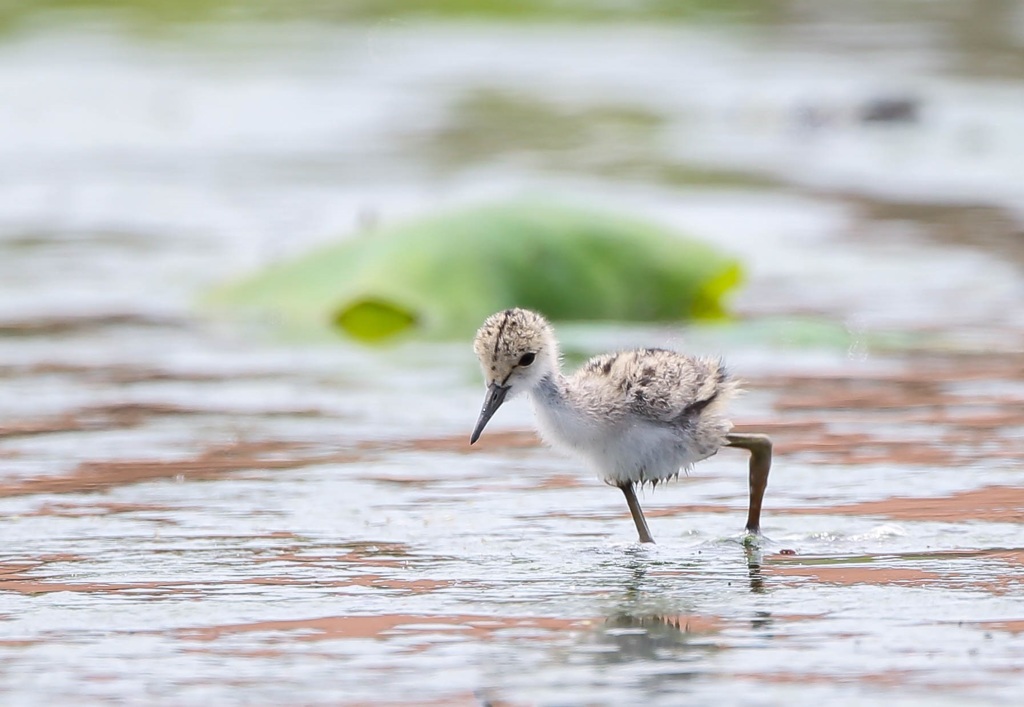 ＢＩＲＤＥＲ　９月号　「かわいい鳥」