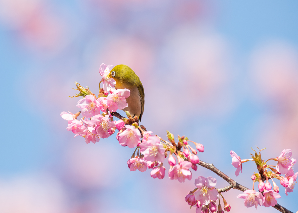 春はもうすぐ！