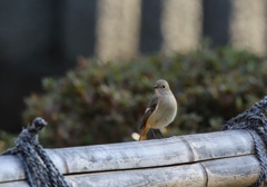 鴨場の見張り番