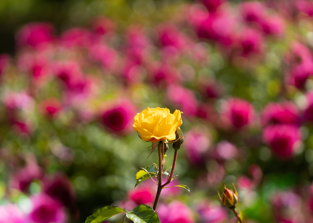 公園の一角で②