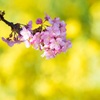 河津桜と菜の花ジュータン