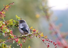新年は珍鳥から。。。