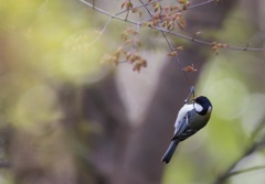 新芽は美味しいですか。。。