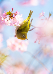 春はもうすぐ！②