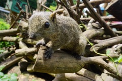 町田リス園にて