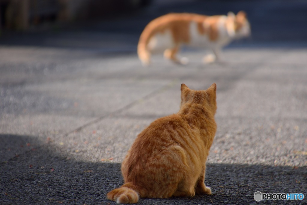 猫を見る猫を見る私