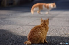 猫を見る猫を見る私