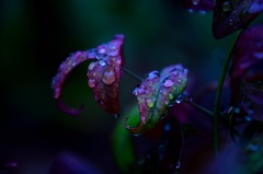 雨上がりの花