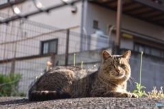 日当り猫
