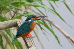 カワ男君の獲物