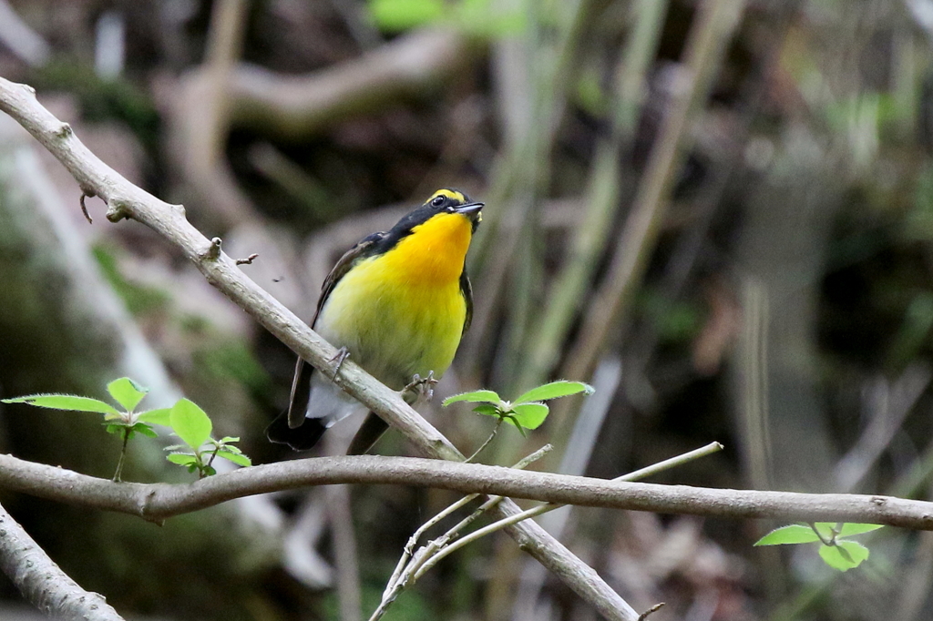 キビタキさん４